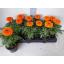 product/img.floraplaza.nl/TAG510OR-LIVE_fotos-0x26709C912390D9A7B9E5F4966143DBEA0ADEDE92.jpg