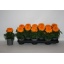 product/img.floraplaza.nl/TAG510OR-LIVE_fotos-0x9DE58BB945461DF9C70F2CCB8D43EEE38101405D.jpg