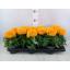 product/img.floraplaza.nl/TAG510OR-LIVE_fotos-0xD8FE8EB0616364AB6CAE239F89C4D68691A869E6.jpg
