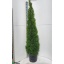 product/img.floraplaza.nl/THU31-LIVE_fotos-0xFDA9AE96FC15BE7EDF46C64D4EF58E53D131ADFE.jpg