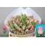 product/img.floraplaza.nl/TULCROD-LIVE_fotos-0x3D427F48118419BF3866AA77385FEDE9B7A8E4EA.jpg