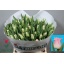 product/img.floraplaza.nl/TULCROD-LIVE_fotos-0xA69DCCD7859AE3D3B08C2D783F770CC67060753F.jpg