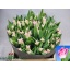 product/img.floraplaza.nl/TULCROD-LIVE_fotos-0xB3A0FB2424D2AD602F6508F662F52E9219F9FA27.jpg