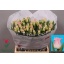 product/img.floraplaza.nl/TULCROD-LIVE_fotos-0xE5F1DC88A96787DA538A022F8E03725C096D38E9.jpg