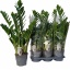 product/img.floraplaza.nl/ZAM19-LIVE_fotos-0xAD2EF9C9612AB8A4FC9EBF2FC56C0224C66D76BB.jpg