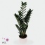 product/img.floraplaza.nl/ZAM510-ART_fotos-VBN10000-vbn12726.jpg