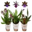 product/img.floraplaza.nl/ZYG12-LIVE_fotos-0x92E52BBB927D1FA00E28DB281C1EC123BCADCB87.jpg