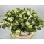 product/img.ozexport.nl/101339-45-LIVE_fotos-0x7996CAB448D65D0C7C83370AB82DF485C9233623.jpg