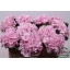 product/img.ozexport.nl/103302-50-LIVE_fotos-0xF362E8FA8E03CB82CF2D82071587F6F569CF83C8.jpg