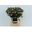 product/img.ozexport.nl/103770-60-LIVE_fotos-0xB63E8B3AD903AA9E6F7CC83A225C8B9975125C6E.jpg