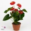product/img.ozexport.nl/104454-12-ART_fotos-VBN100000-vbn104454.jpg