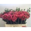 product/img.ozexport.nl/107728-55-LIVE_fotos-0xE2D42AD7D3DCD50EA11A45FD916779742EB440E5.jpg