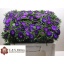 product/img.ozexport.nl/10778-50-LIVE_fotos-0xBDA4354D894F8F7ED10142789FE78110F3781E95.jpg