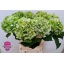 product/img.ozexport.nl/108496-80-LIVE_fotos-0x5BFC8FEEFEC2289C55FA4B7B5F894A59BAADE243.jpg