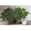 product/img.ozexport.nl/111399-54-LIVE_fotos-0xC9935E6C5BED31ED1E961EB57AA61B34F4C21407.jpg