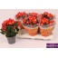 product/img.ozexport.nl/116697-14-LIVE_fotos-0xF422C8FD3E114713D4946DF8AED92D063B76028E.jpg