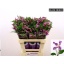 product/img.ozexport.nl/117009-60-ASSORTI_fotos-MVA-Black Friday - Clematis Amazing Rome.jpg