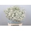 product/img.ozexport.nl/117487-70-LIVE_fotos-0x3D1F43E0B2692C8127861A10EEF71576C57993BC.jpg