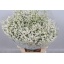 product/img.ozexport.nl/117487-70-LIVE_fotos-0xA2ACEBBD3DCD8821293859648C35565D318D9A27.jpg