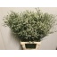 product/img.ozexport.nl/117487-70-LIVE_fotos-0xB9A92889EFDA755A9A0B1C356C7636F42A807EBF.jpg
