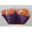 product/img.ozexport.nl/117751-40-LIVE_fotos-0x49ABB34A7091B93B834C130F8A5925BC3B521BD5.jpg