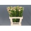 product/img.ozexport.nl/118306-60-LIVE_fotos-0xF32097D8B4DB80870E1B7D39314B8E147B48E974.jpg