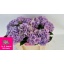 product/img.ozexport.nl/118573-50-LIVE_fotos-0x5AEAA5B3B3F71D936B2B7C77DC6EB2E4CC152FED.jpg
