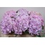 product/img.ozexport.nl/118573-50-LIVE_fotos-0x6563D4864CAD854EDE74D84F9D62D4146383BF37.jpg