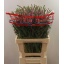 product/img.ozexport.nl/118935-65-LIVE_fotos-0xC99F033408381ADBB2B708FC38CEFDC778E34B69.jpg