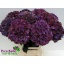 product/img.ozexport.nl/119042-60-LIVE_fotos-0x17B2337DFA723E9E7CB73ACC4A395FF1FEE433E7.jpg