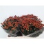 product/img.ozexport.nl/119057-55-LIVE_fotos-0x2FE8E923F4E84F40C97302DF489827E807C2C938.jpg