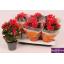 product/img.ozexport.nl/119750-14-LIVE_fotos-0x7FF6107E5B03EE7308BCE4B9C78F83A6A00288C8.jpg