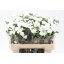 product/img.ozexport.nl/121656-60-LIVE_fotos-0x33AB1CA0DAB9BADF6F69B9F3D615BCD29B17D946.jpg