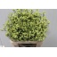 product/img.ozexport.nl/122132-65-LIVE_fotos-0x5152BB17D02D7FBF9A56C857FE1A9D5C1F9827DD.jpg