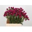 product/img.ozexport.nl/122160-45-LIVE_fotos-0xA4950D5F6B3A281C714683B977261A65AEFA89BB.jpg