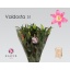 product/img.ozexport.nl/122446-90-LIVE_fotos-0x7CACAF45A0B1382661EB99DA631199D2FA1CC788.jpg