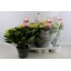 product/img.ozexport.nl/122643-14-LIVE_fotos-0x8F7F95FE4B3ED7C87DF998717FD0AEE2B121B88D.jpg