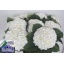 product/img.ozexport.nl/123465-60-LIVE_fotos-0xAF96783AE648D8E645C5AA9C2FEF95CCEBAFC122.jpg