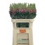 product/img.ozexport.nl/123539-80-LIVE_fotos-0x80B7B80A500ACCC99B99BDADC0C8D91423992996.jpg