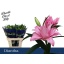 product/img.ozexport.nl/124285-85-LIVE_fotos-0x2C9F79A730B417152C95EE06F774C246F279E9E3.jpg