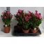 product/img.ozexport.nl/124512-17-LIVE_fotos-0x96725F4AE6268251763E7405110DDDF0ECD717BC.jpg