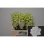 product/img.ozexport.nl/14603-60-LIVE_fotos-0x3A642211E516BC5DA4F9129D737C783D32EFA7A5.jpg