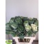 product/img.ozexport.nl/15155-55-LIVE_fotos-0x7CE0D777B0B1314BF3A47B7E37C50104AE0E71D9.jpg