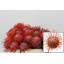 product/img.ozexport.nl/15439-35-LIVE_fotos-0xC3C380B11DA6199BC5FF38A4D9EAB12A546181C6.jpg