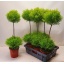 product/img.ozexport.nl/16140-14-LIVE_fotos-0xD7C756A52045941A2B1BD695E48122227AAD0C1F.jpg