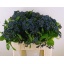 product/img.ozexport.nl/17192-60-LIVE_fotos-0xB4661A824992BE96BC032413164885836BF54D96.jpg