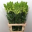 product/img.ozexport.nl/18064-70-LIVE_fotos-0xA08D7BFD491DCA16EEC633D36FA19B3D6318D1B6.jpg