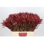 product/img.ozexport.nl/22821-60-LIVE_fotos-0x7C22AE5557F68E945D9CA7BD2FF96A609974277A.jpg