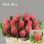 product/img.ozexport.nl/23229-50-LIVE_fotos-0xAB7A23E0B7C597952FE3987077938DA0C9E17690.jpg