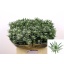 product/img.ozexport.nl/24365-60-LIVE_fotos-0xB2A9FDAB586937642A394C787DF727B281908F04.jpg